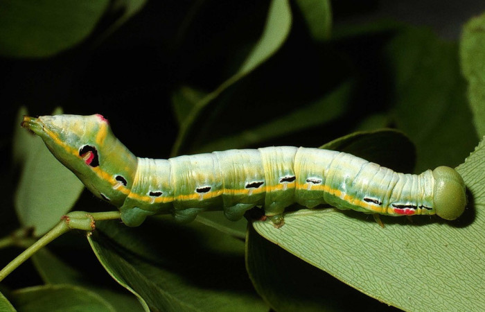 Figura 17. Larva <i>Nycterotis</i></i> placida (Notodontidae) , en último estadío (U), vista lateral, localidad Vado Quebrada Calero, Sector Santa Elena (ACG) (305m). Voucher: 02-SRNP-11150-DHJ67851.jpg.
