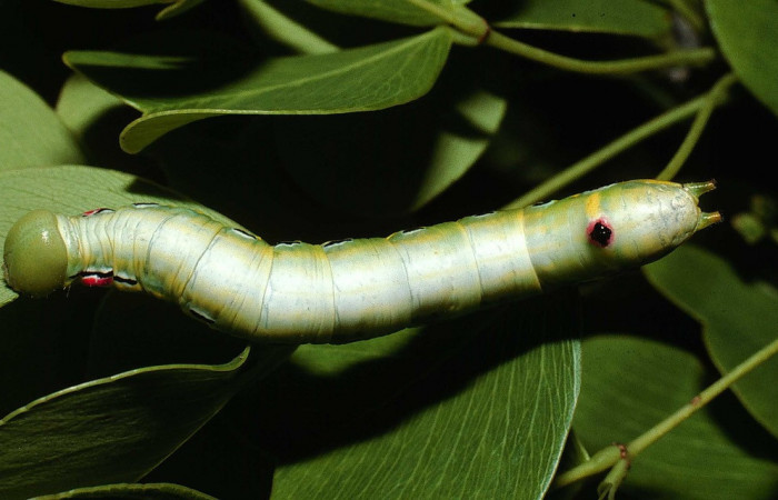 Figura 18. Larva <i>Nycterotis</i></i> placida (Notodontidae), en último estadío (U), vista dorsal, localidad Vado Quebrada Calero, Sector Santa Elena (ACG) (305m). Voucher:02-SRNP-11150-DHJ67853.jpg.