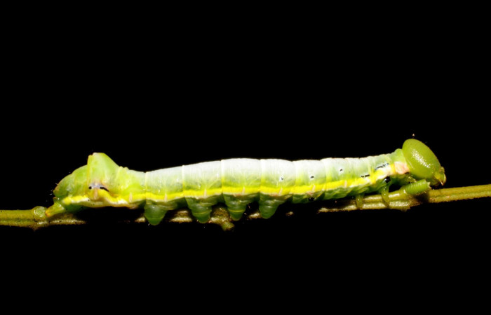 Figura 4. Larva <i>Nycterotis</i></i> xylinoidesDHJ01 (Notodontidae), en tercer estadío (PU) vista lateral, localidad Laureles Sector Rincon Rain Forest (ACG). (95m); Voucher: 07-SRNP-41839-DHJ422744.jpg.