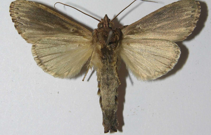 Figura 8. Adulto <i>Nycterotis</i></i> xylinoidesDHJ01 (Notodontidae), (macho) vista ventral, localidad Palomo Sector Rincon Rain Forest (96m) (ACG). Voucher: 12-SRNP-67077-DHJ556654.jpg.