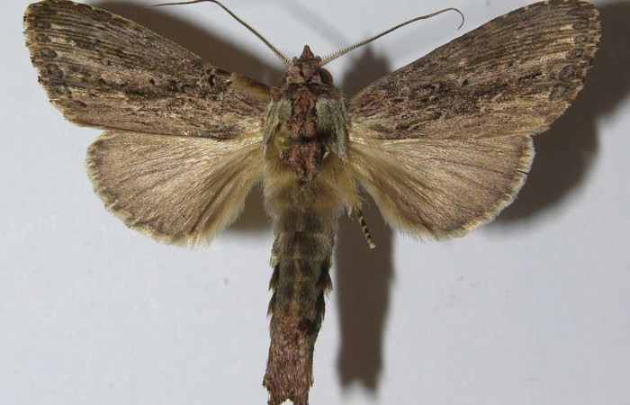 Figura 7. Adulto <i>Nycterotis</i></i> xylinoidesDHJ01 (Notodontidae), (macho) vista dorsal, localidad Palomo Sector Rincon Rain Forest (96m) (ACG). Voucher: 12-SRNP-67077-DHJ556655.jpg.