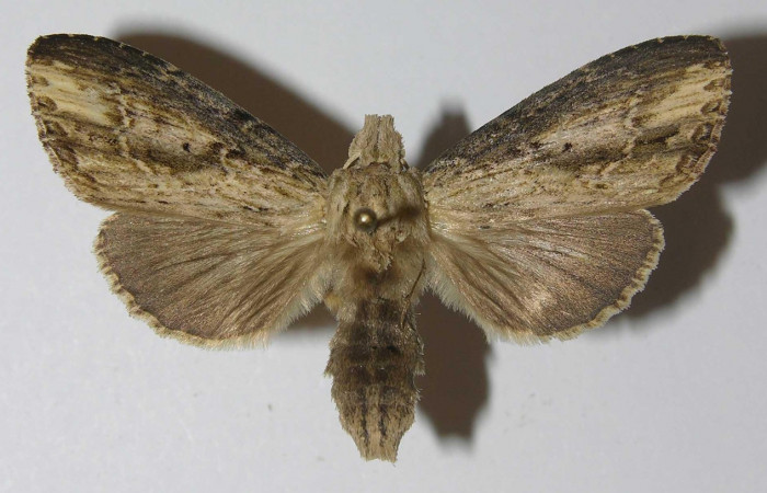 Figura 9. Adulto <i>Nycterotis</i></i> xylinoidesDHJ01 (Notodontidae), (hembra) vista dorsal, localidad Palomo Sector Rincon Rain Forest (96m) (ACG). Voucher: 12-SRNP-67078-DHJ556652.jpg.