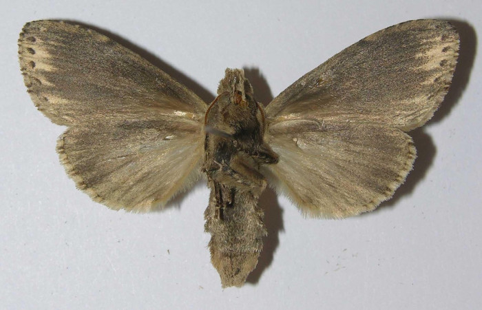 Figura 10. Adulto <i>Nycterotis</i></i> xylinoidesDHJ01 (Notodontidae), (hembra) vista ventral, localidad Palomo Sector Rincon Rain Forest (96m) (ACG). Voucher: 12-SRNP-67078-DHJ556653.jpg.