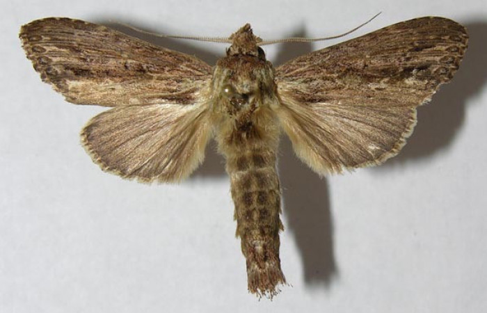 Figura 1. Adulto <i>Nycterotis</i></i> xylinoidesDHJ01 (Notodontidae), (Macho) vista dorsal, localidad Palomo Sector Rincon Rain Forest (96m) (ACG). Voucher: 12-SRNP-67977-DHJ566458.jpg.