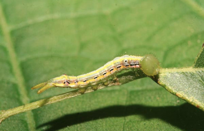 Figura 12. Larva <i>Nycterotis</i></i> ravanaICG02 (Notodontidae), en último estadío (PU), vista lateral, localidad Estación Quica, Sector Pitilla (ACG) (470m). Voucher: 14-SRNP-70101-DHJ703759.jpg.