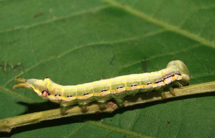 Figura 11. Larva <i>Nycterotis</i></i> ravanaICG02 (Notodontidae), en último estadío (PU), vista lateral, localidad Estación Quica, Sector Pitilla (ACG) (470m). Voucher: 14-SRNP-70101-DHJ703768.jpg.