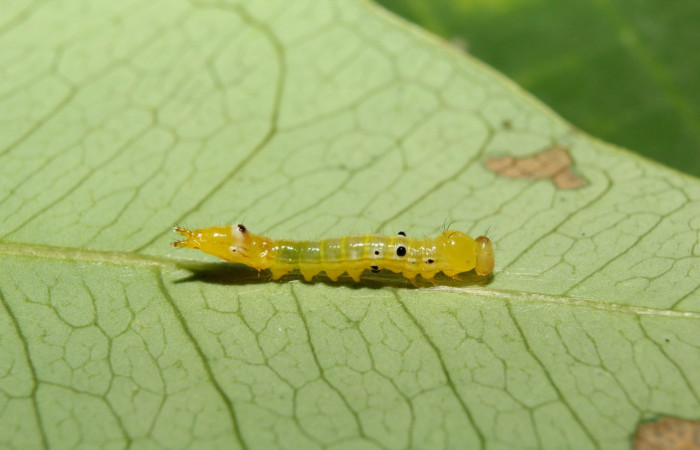 Figura 2. Larva <i>Nycterotis</i></i> xylinoidesDHJ01 (Notodontidae), en tercer estadío (PPU) vista lateral, localidad Bullas Sector Pitilla (ACG) (440m). Voucher: 17-SRNP-70829-DHJ737240.jpg.