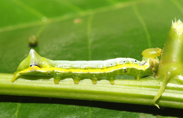 Figura 3. Larva <i>Nycterotis</i></i> xylinoidesDHJ01 (Notodontidae), en tercer estadío (PU) vista lateral, localidad Sendero Manguera Sector Pitilla (ACG) (470m). Voucher: 17-SRNP-70829-DHJ737247.jpg.