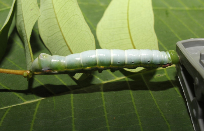 Figura 5. Larva <i>Nycterotis</i></i> xylinoidesDHJ01 (Notodontidae), en último estadío (U) vista lateral, localidad Sendero Manguera Sector Pitilla (ACG) (470m). Voucher: 17-SRNP-70829-DHJ737258.jpg.
