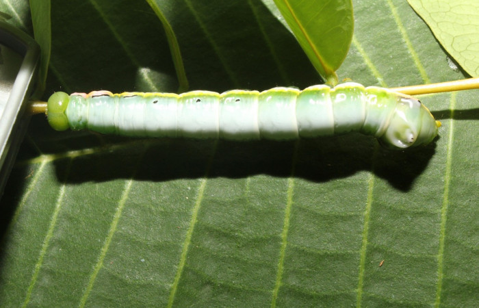 Figura 6. Larva <i>Nycterotis</i></i> xylinoidesDHJ01 (Notodontidae), en último estadío (U) vista dorsal, localidad Sendero Manguera Sector Pitilla (ACG). (470m). Voucher: 17-SRNP-70829-DHJ737261.jpg.