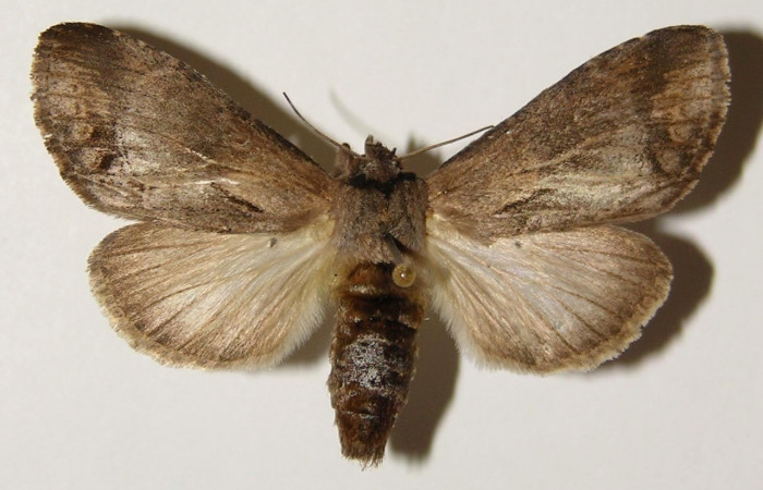 Figura 21. Adulto de <i>Nycterotis placida</i></i> (Notodontidae), hembra vista dorsal, localidad Cuesta Canyon Tigre, Sector Santa Rosa (ACG) (270m). Voucher:94-SRNP-9654-DHJ301308.jpg.