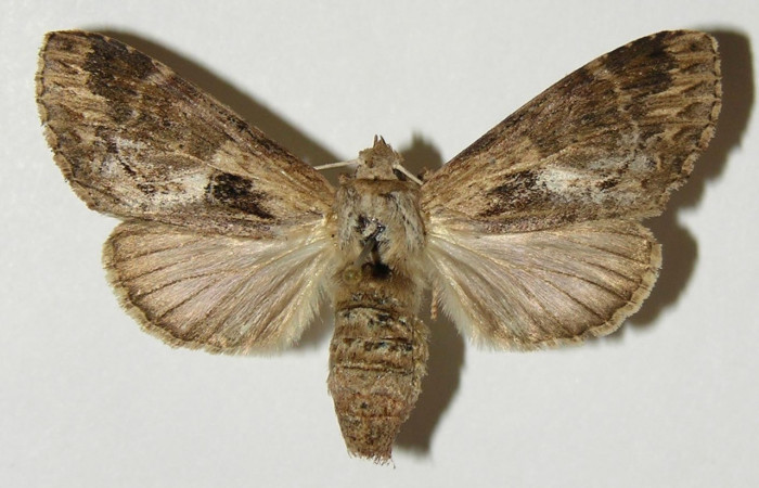 Figura 15. Adulto de <i>Nycterotis</i></i> ravanaICG02 (Notodontidae), hembra vista dorsal, localidad Cafétal, Sector Santa Rosa (ACG) (280m). Voucher: 98-SRNP-11497-DHJ301310.jpg.