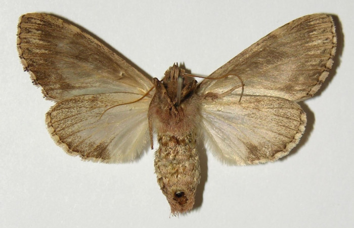 Figura 16. Adulto de <i>Nycterotis</i></i> ravanaICG02 (Notodontidae), hembra vista ventral, localidad Area Administrativa, Sector Santa Rosa (ACG) (280m). Voucher: 98-SRNP-11497-DHJ301311.jpg.