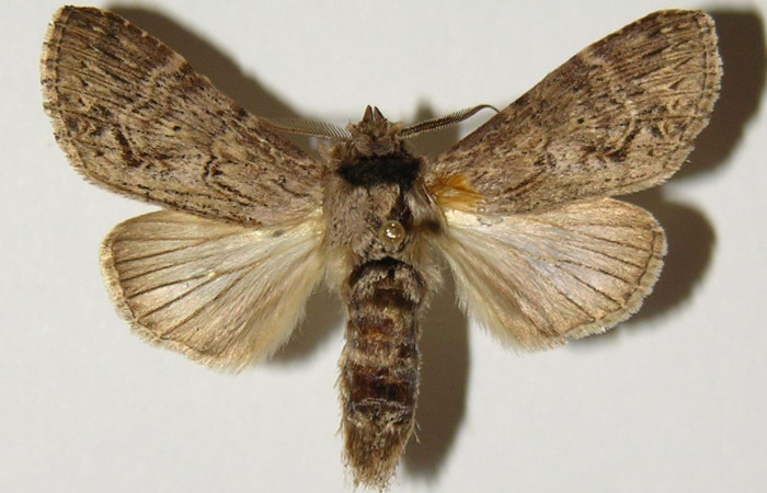 Figura 13. Adulto de <i>Nycterotis</i></i> ravanaICG02 (Notodontidae), macho vista dorsal, localidad Area Administrativa, Sector Santa Rosa (ACG) (295m). Voucher: 98-SRNP-9878-DHJ301302.jpg.