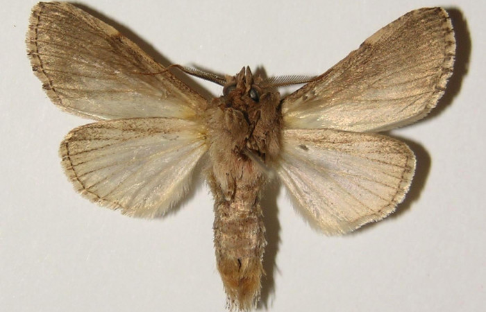 Figura 14. Adulto de <i>Nycterotis</i></i> ravanaICG02 (Notodontidae), macho vista ventral, localidad Area Administrativa, Sector Santa Rosa (ACG) (295m). Voucher: 98-SRNP-9878-DHJ301303.jpg.