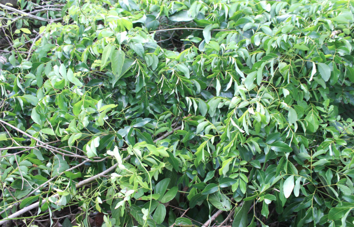 Figura 23. Planta hospedera de <i>Nycterotis</i></i> xylinoidesDHJ01 (Notodontidae), esta planta se llama <i>Entada gigas</i></i> (Fabaceae), localidad Sendero Manguera Estación Quica Sector Pitilla ACG (470m).