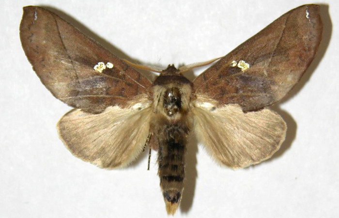 Fig. 17. Macho de <i>Hapigiodes sigifredomarini</i></i> (Notodontidae). Vista dorsal. Voucher: 04-SRNP-13037-DHJ31176. 