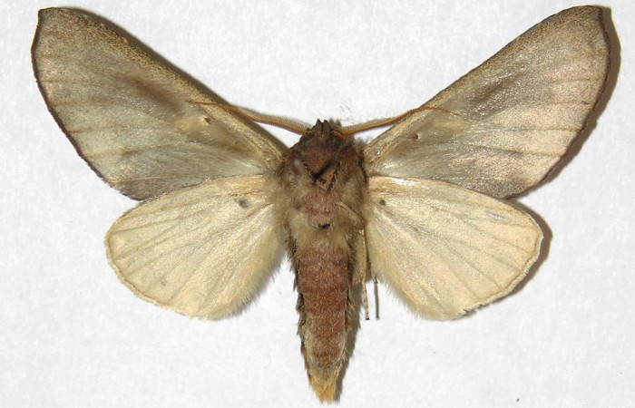 Fig. 17. Macho de <i>Hapigiodes sigifredomarini</i></i> (Notodontidae). Vista ventral. Voucher: 04-SRNP-13037-DHJ31177. 