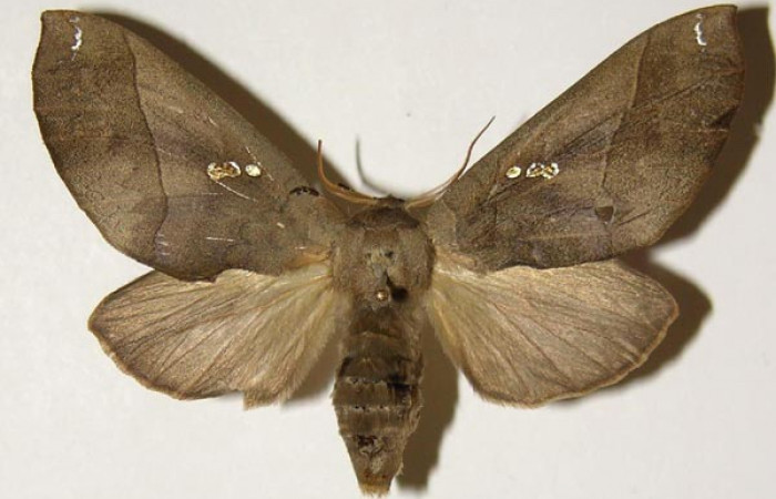 Fig. 19. Hembra de <i>Hapigiodes sigifredomarini</i></i> (Notodontidae). Vista dorsal. Voucher: 04-SRNP-23583-DHJ301554. 