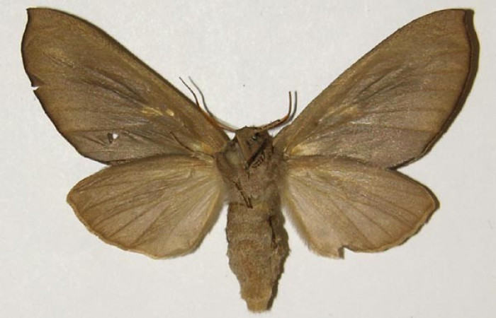 Fig. 19. Hembra de <i>Hapigiodes sigifredomarini</i></i> (Notodontidae). Vista ventral. Voucher: 04-SRNP-23583-DHJ301555. 