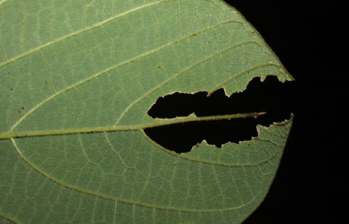 Fig. 1. Muesca de larva de  <i>Hapigiodes sigifredomarini</i></i> (Notodontidae), comiendo <i>Lonchocarpus felipei</i></i> (Fabaceae). Voucher: 10-SRNP-13018-DHJ475974.