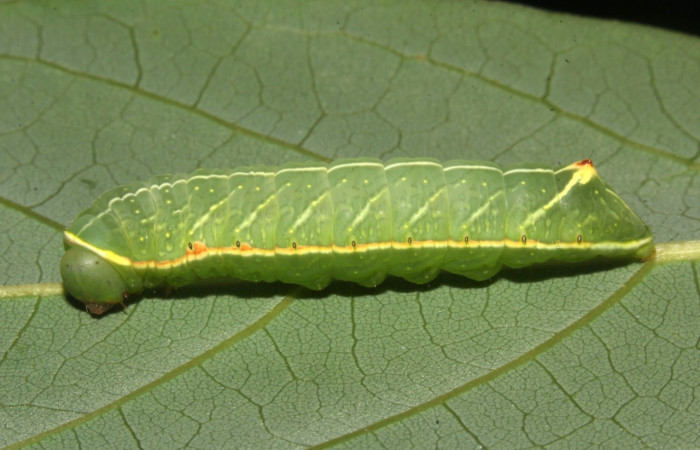 Fig. 4. Vista lateral larva i]Hapigiodes sigifredomarini</i> (Notodontidae), comiendo <i>Lonchocarpus heptaphyllus</i></i> (Fabaceae). Voucher: 17-SRNP-31657-DHJ739410.