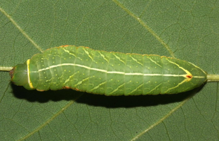 Fig. 5. Vista dorsal larva  <i>Hapigiodes sigifredomarini</i></i> (Notodontidae), comiendo <i>Lonchocarpus heptaphyllus</i></i> (Fabaceae). Voucher: 17-SRNP-31657-DHJ739411.