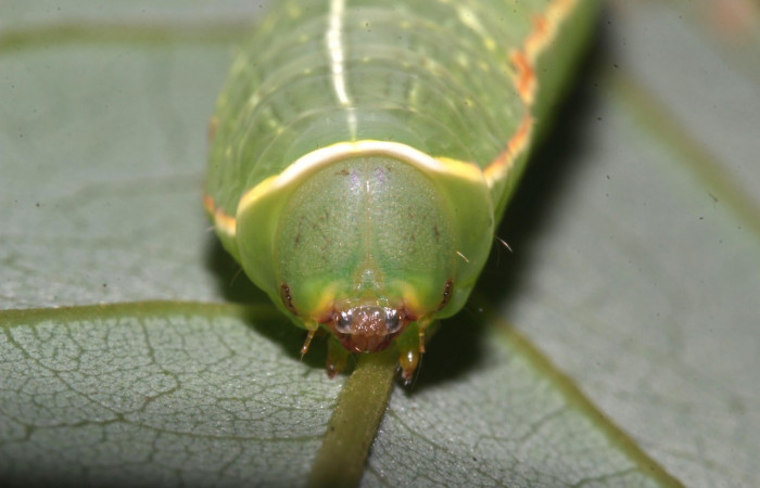 Fig. 7. Detalle color verde con manchas café en su cabeza  <i>Hapigiodes sigifredomarini</i></i> (Notodontidae), comiendo <i>Lonchocarpus heptaphyllus</i></i> (Fabaceae). Voucher: 17-SRNP-31657-DHJ739414.