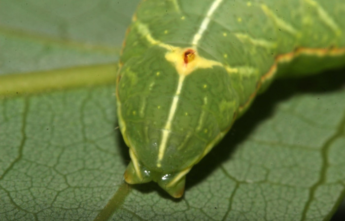 Fig. 8. Detalle posterior dorsal  <i>Hapigiodes sigifredomarini</i></i> (Notodontidae), comiendo <i>Lonchocarpus heptaphyllus</i></i> (Fabaceae). Voucher: 17-SRNP-31657-DHJ739415.