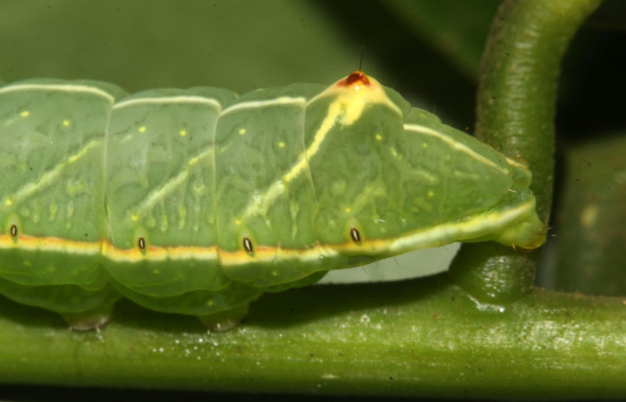 Fig. 9. Detalle posterior lateral  <i>Hapigiodes sigifredomarini</i></i> (Notodontidae), comiendo <i>Lonchocarpus heptaphyllus</i></i> (Fabaceae). Voucher: 17-SRNP-31657-DHJ739416.