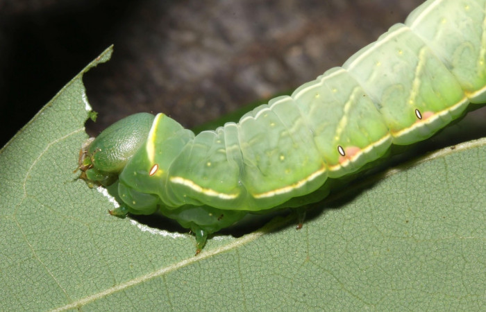 Fig. 2. Larva <i>Hapigiodes sigifredomarini</i></i> (Notodontidae), comiendo <i>Lonchocarpus heptaphyllus</i></i> (Fabaceae). Voucher: 17-SRNP-31657-DHJ739547.