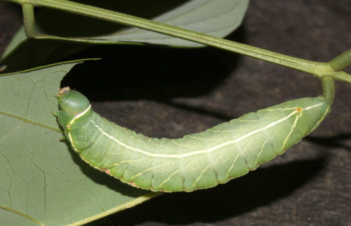Fig. 3. Larva <i>Hapigiodes sigifredomarini</i></i> (Notodontidae), comiendo <i>Lonchocarpus heptaphyllus</i></i> (Fabaceae). Voucher: 17-SRNP-31657-DHJ739549.