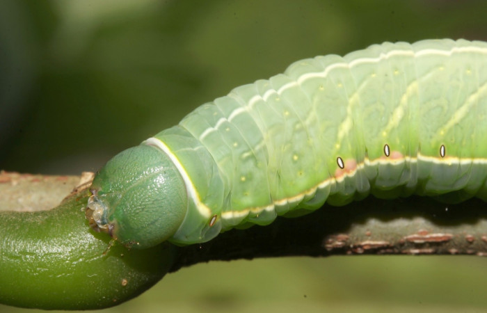 Fig. 6. Detalle color verde de su cabeza <i>Hapigiodes sigifredomarini</i></i> (Notodontidae), comiendo <i>Lonchocarpus heptaphyllus</i></i> (Fabaceae). Voucher: 17-SRNP-31657-DHJ739550.
