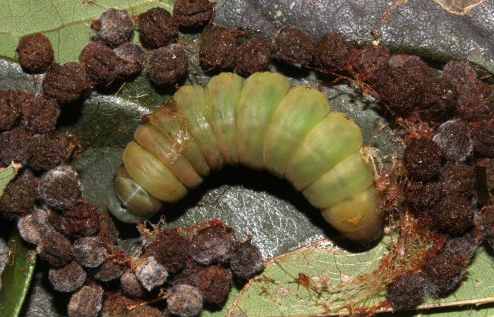 Fig. 12. Prepupa vista dorsal  <i>Hapigiodes sigifredomarini</i></i> (Notodontidae), realizando capullo con heces y seda. Voucher: 17-SRNP-31657-DHJ739694.