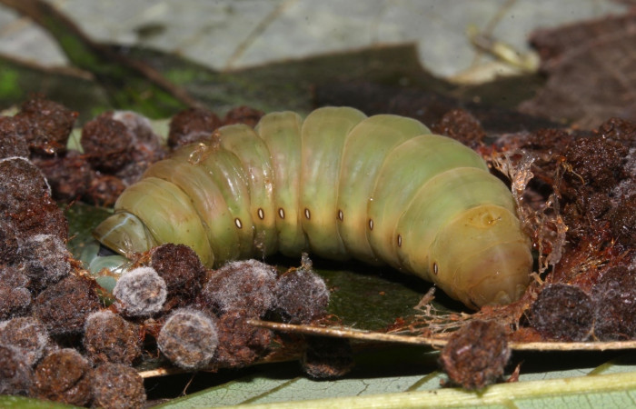 Fig. 13. Prepupa vista lateral  <i>Hapigiodes sigifredomarini</i></i> (Notodontidae), realizando capullo con heces y seda. Voucher: 17-SRNP-31657-DHJ739695.