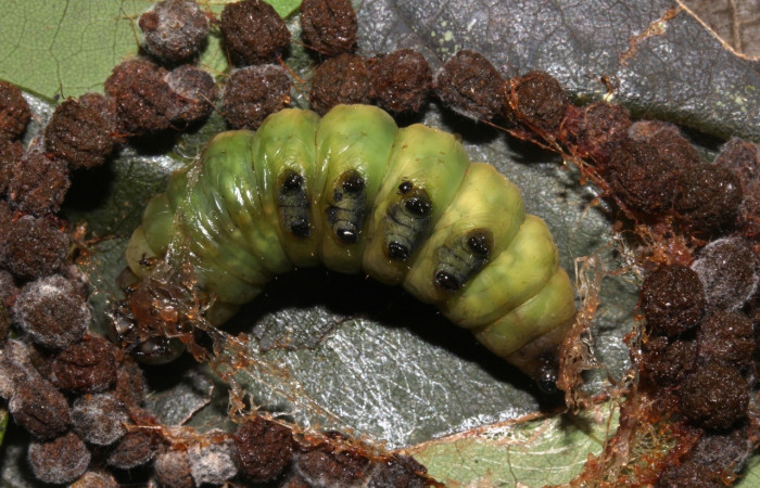 Fig. 14. Prepupa vista dorsal  <i>Hapigiodes sigifredomarini</i></i> (Notodontidae), realizando capullo con heces y seda. Voucher: 17-SRNP-31657-DHJ739696.