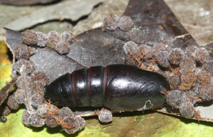 Fig. 15. Pupa vista lateral  <i>Hapigiodes sigifredomarini</i></i> (Notodontidae). Voucher: 17-SRNP-31657-DHJ739794.