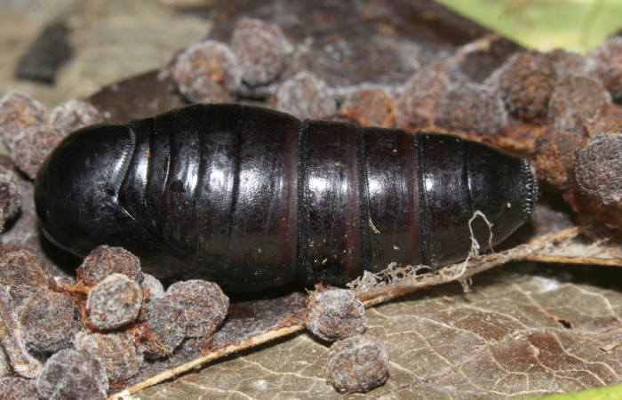 Fig. 16. Pupa vista dorsal  <i>Hapigiodes sigifredomarini</i></i> (Notodontidae). Voucher: 17-SRNP-31657-DHJ739795.