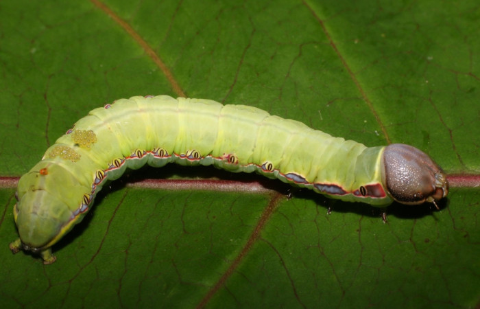 Fig. 11. Larvas parásitas <i>Euplectrus magdae</i></i> (Braconidae), chupando sangre en larva de <i>Hapigiodes sigifredomarini</i></i> (Notodontidae). Voucher: 17-SRNP-55991-DHJ739414.