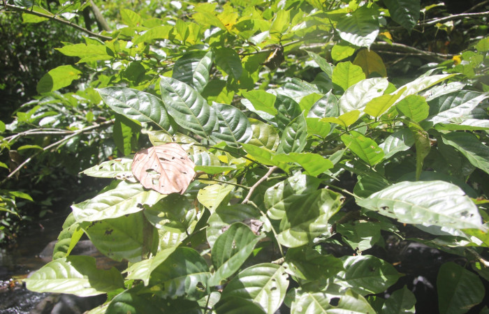 Fig. 10. <i>Lonchocarpus guatemalensis</i></i> (Fabaceae), planta hospedera de <i>Hapigiodes sigifredomarini</i></i> (Notodontidae). Foto tomada por Duvalier Briceño, Brasilia.