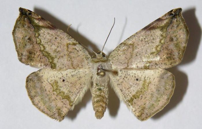 Fig. 12. Adulto <i>Eusarca nemora</i></i>, vista dorsal, (hembra) en alas extendidas, mide 37 mm. Voucher 04-SRNP-48867-DHJ326172.