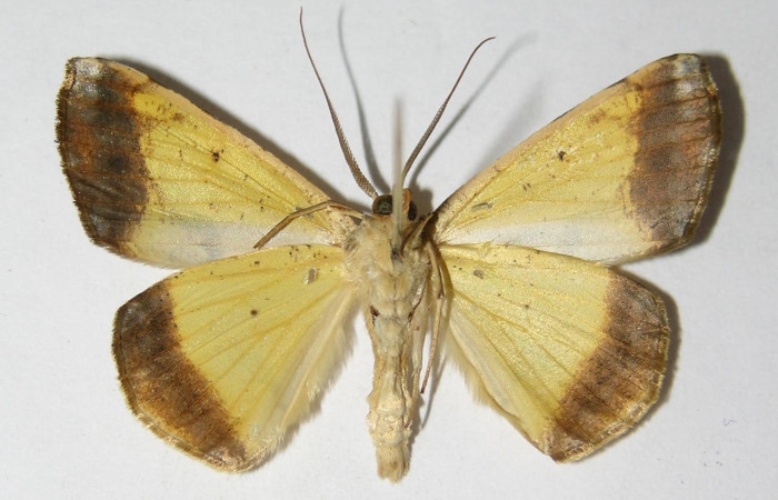 Fig. 15. Adulto <i>Eusarca nemora</i></i>, vista ventral, (macho) en alas extendidas, mide 36 mm. Voucher 04-SRNP-48868-DHJ326009.