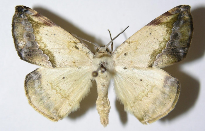 Fig. 14. Adulto <i>Eusarca nemora</i></i>, vista dorsal, (macho) en alas extendidas, mide 37 mm.
Voucher 04-SRNP-48869-DHJ326004.