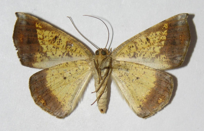 Fig. 13. Adulto <i>Eusarca nemora</i></i>, vista ventral, (hembra) en alas extendidas, mide 37 mm. Voucher 04-SRNP-48871-DHJ326171