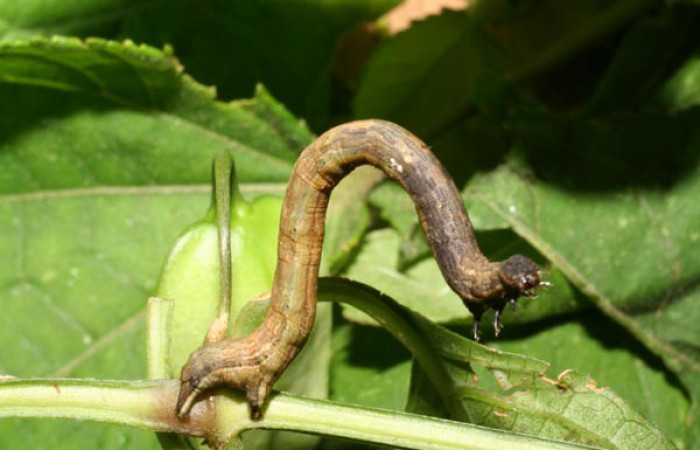 Fig 2. Larva <i>Eusarca nemora</i></i>, (Geometridae) localizado en Sendero Palmas, en último estadio, largo 23 mm. Voucher 06-SRNP-47759-DHJ417623.jpg.