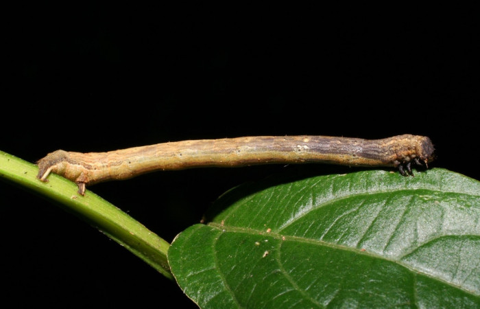 Fig 3. Larva <i>Eusarca nemora</i></i>, (Geometridae) localizado en Sendero Palmas, en último estadio, largo 23 mm. Voucher 06-SRNP-47759-DHJ417625.jpg.