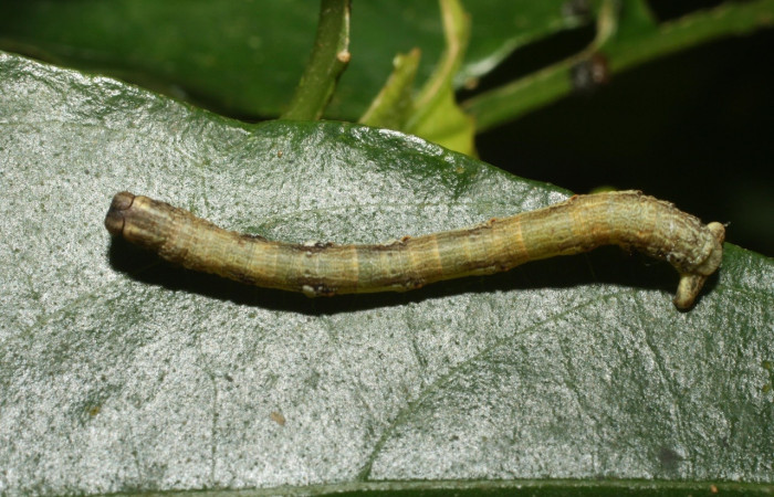 Fig 4. Larva <i>Eusarca nemora</i></i>, (Geometridae) localizado en Estación Cacao, en último estadio, largo 28 mm. Voucher 13-SRNP-35659-DHJ490405.jpg.