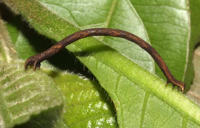 Fig 5. Larva <i>Eusarca nemora</i></i>, (Geometridae) localizado en Sendero Memos, Estación Pitilla, lateral entero, último estadio, largo 30 mm. Voucher 18-SRNP-30769-DHJ744145.jpg.