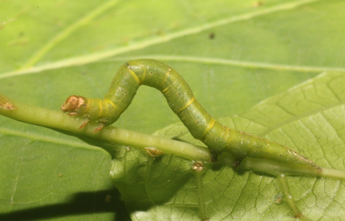 Fig 6. Larva <i>Eusarca nemora</i></i>, lateral entero, largo 35 mm, en ultimo estadio, sendero flecha. Estación Leiva.Voucher 18-SRNP-80986-DHJ753297.jpg.