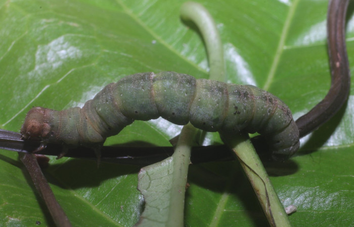 Fig. 8. Prepupa de larva <i>Eusarca nemora</i></i>, lateral entero, largo 35 mm. Estación Leiva
Voucher 18-SRNP-80986-DHJ753405.jpg.